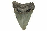 Serrated, Juvenile Megalodon Tooth - North Carolina #355871-1